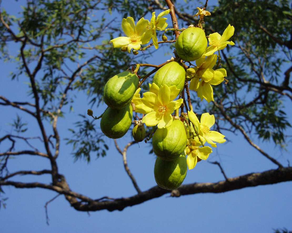 Cochlospermum fraseri, der Butterblumenbaum