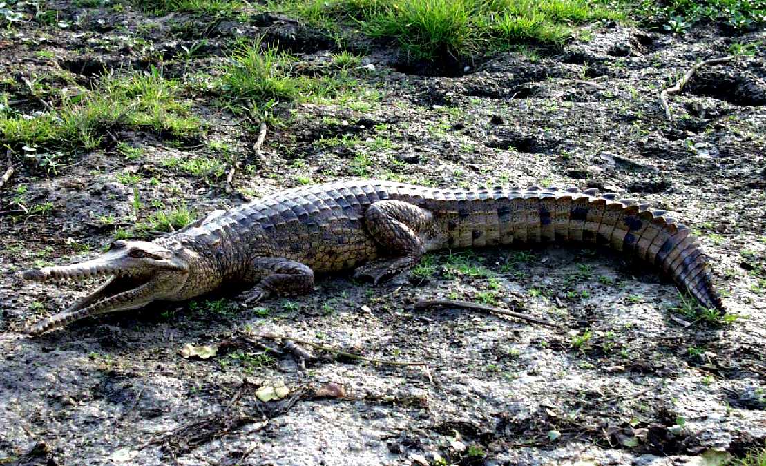 Swasserkrokodil Crocodylus johnsion