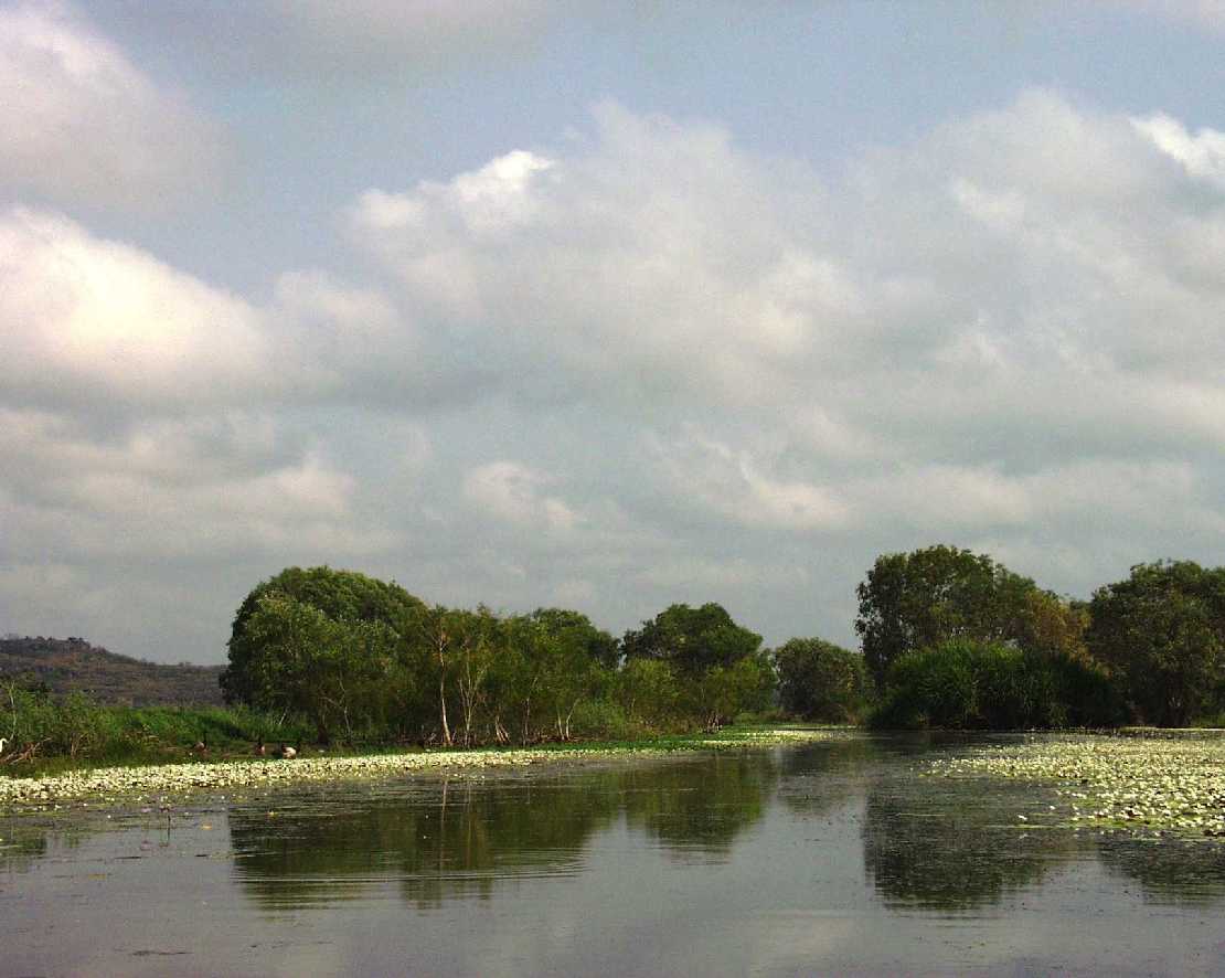 Nymphoides indica, Schneeflockenseerosen im East Alligator River
