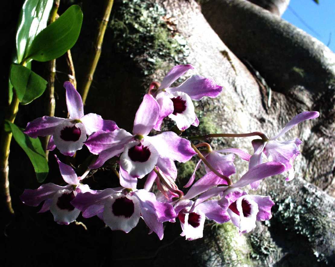 Dendrobium spec. eine Orchidee