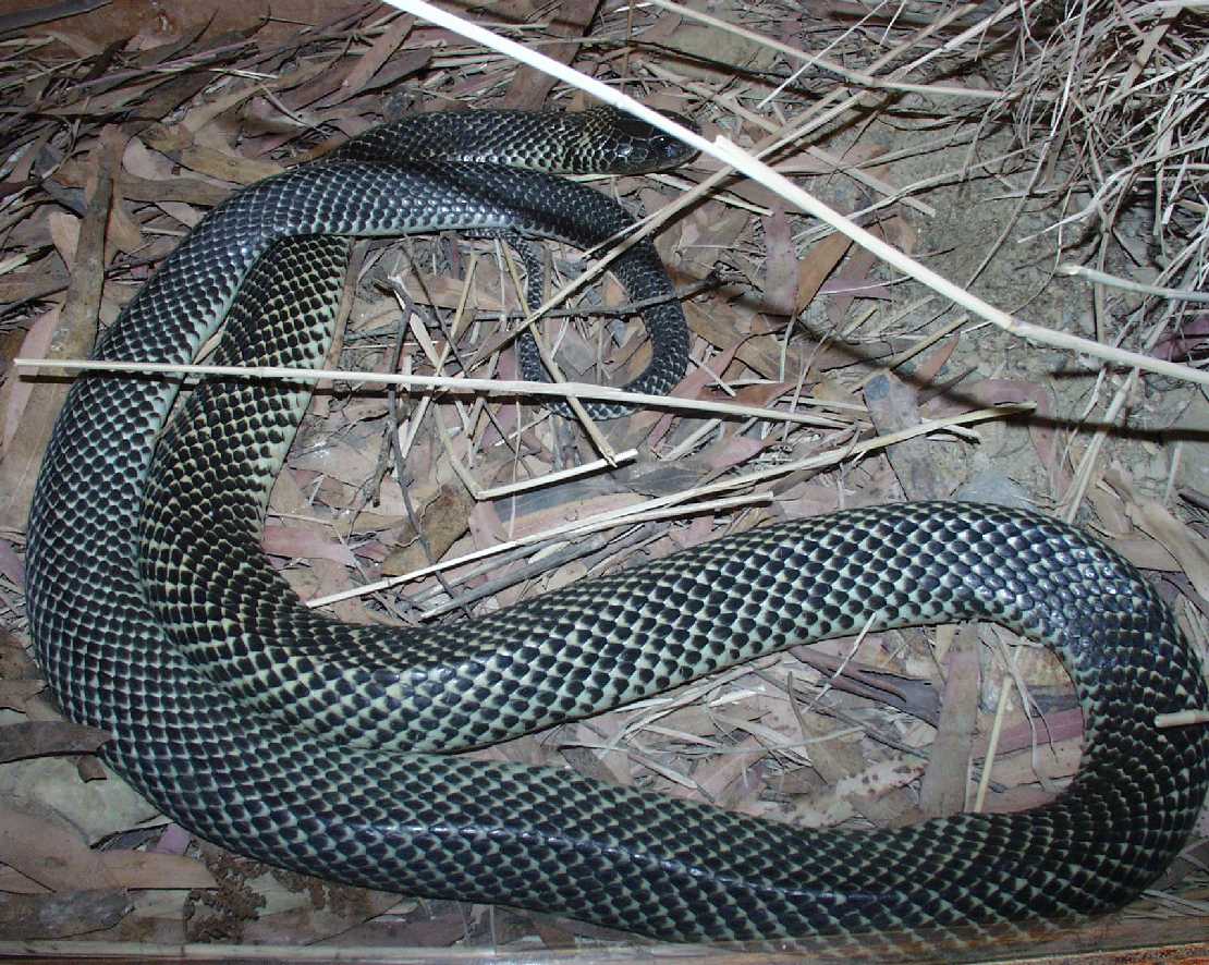 Pseudechis guttatus, Blaubuchige Schwarzotter, Blue-bellied Black Snake