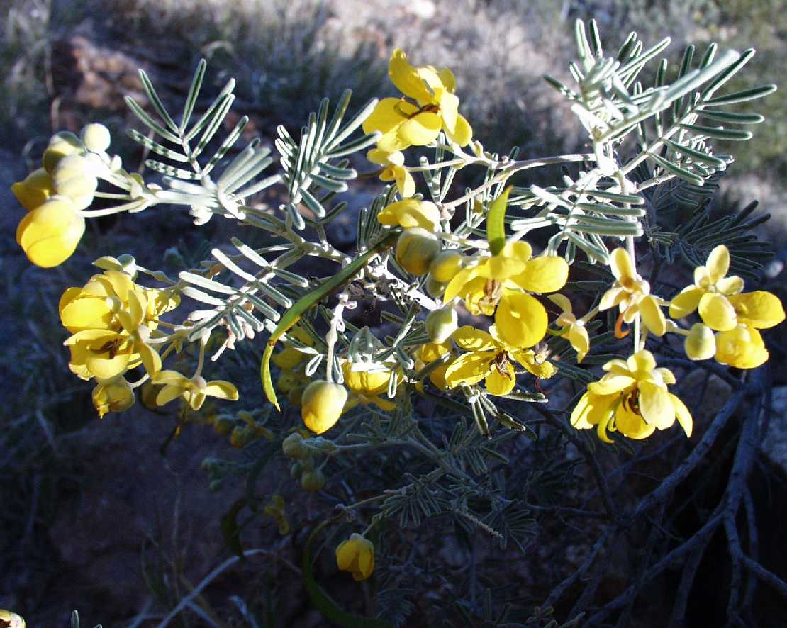 Silbercassia, Cassia artemisioides