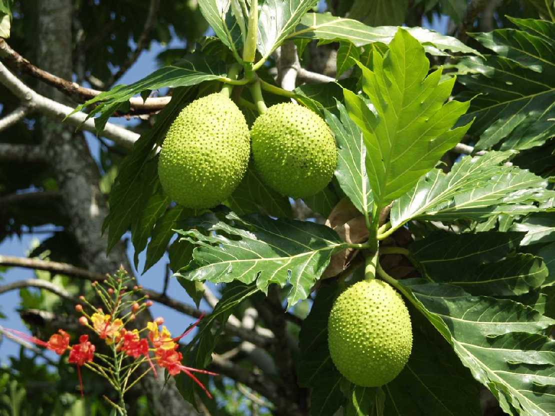 Artocarpus altilis Brotfruchtbaum