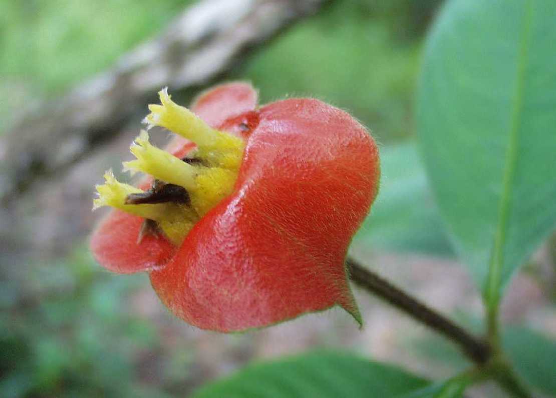 Psychotria poeppigiana, Hot Lips
