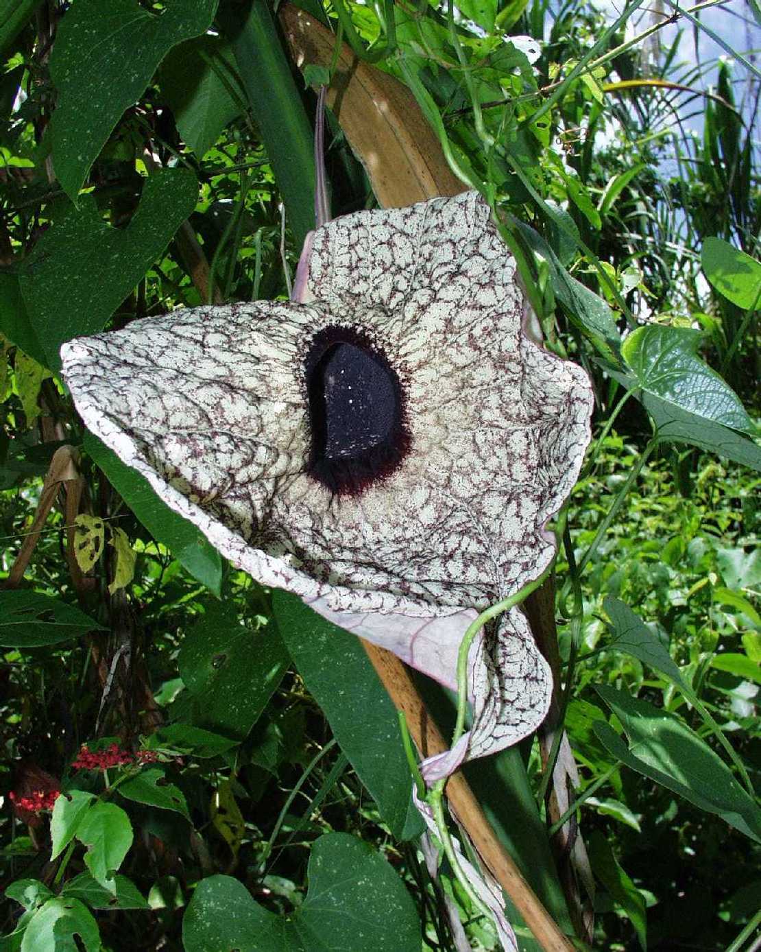 Aristolochia grandiflora Grobltige Pfeifenblume