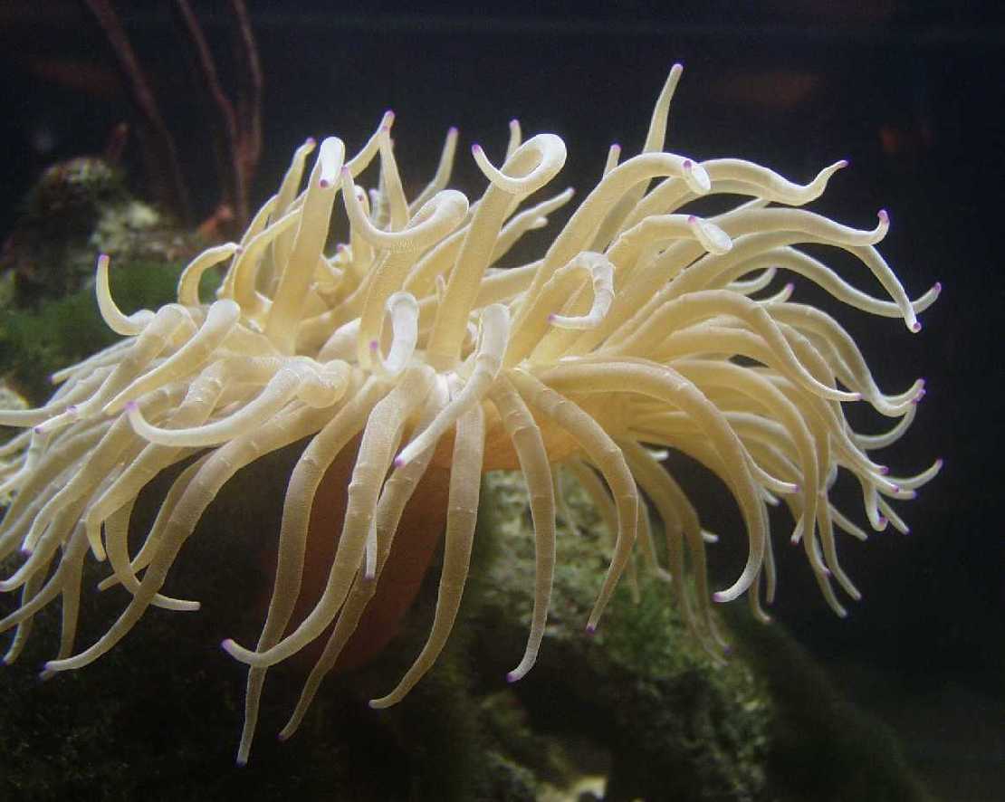 Seeanemone am Tobacco Reefs