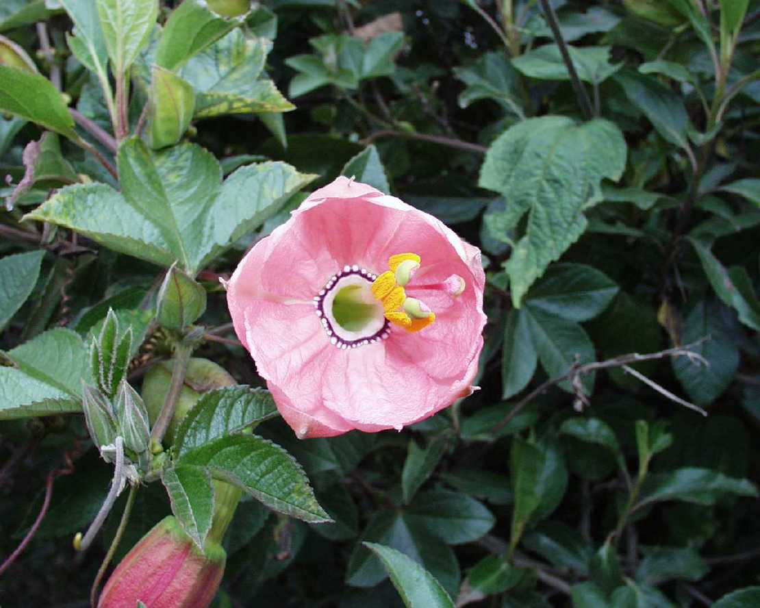 Passionsblume Passiflora spec.