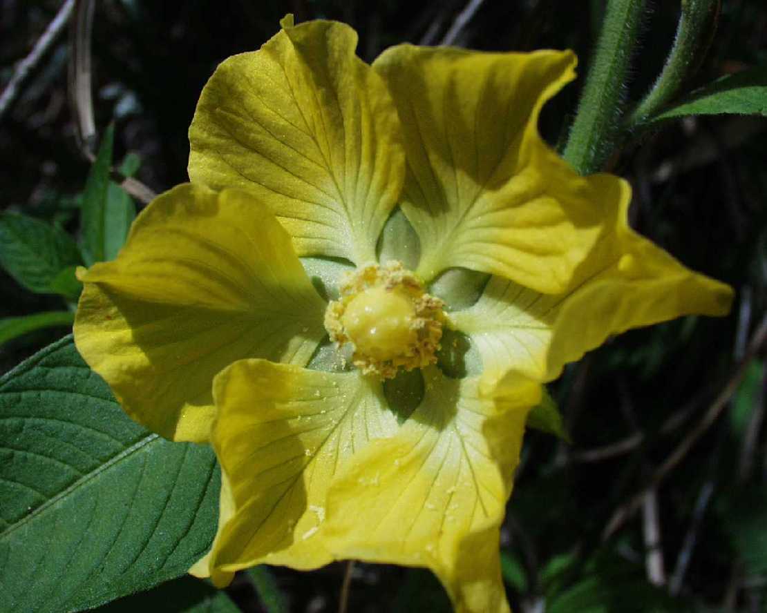 Ludwigia octovalis, Onagraceae, ein Nachtkerzengewchs