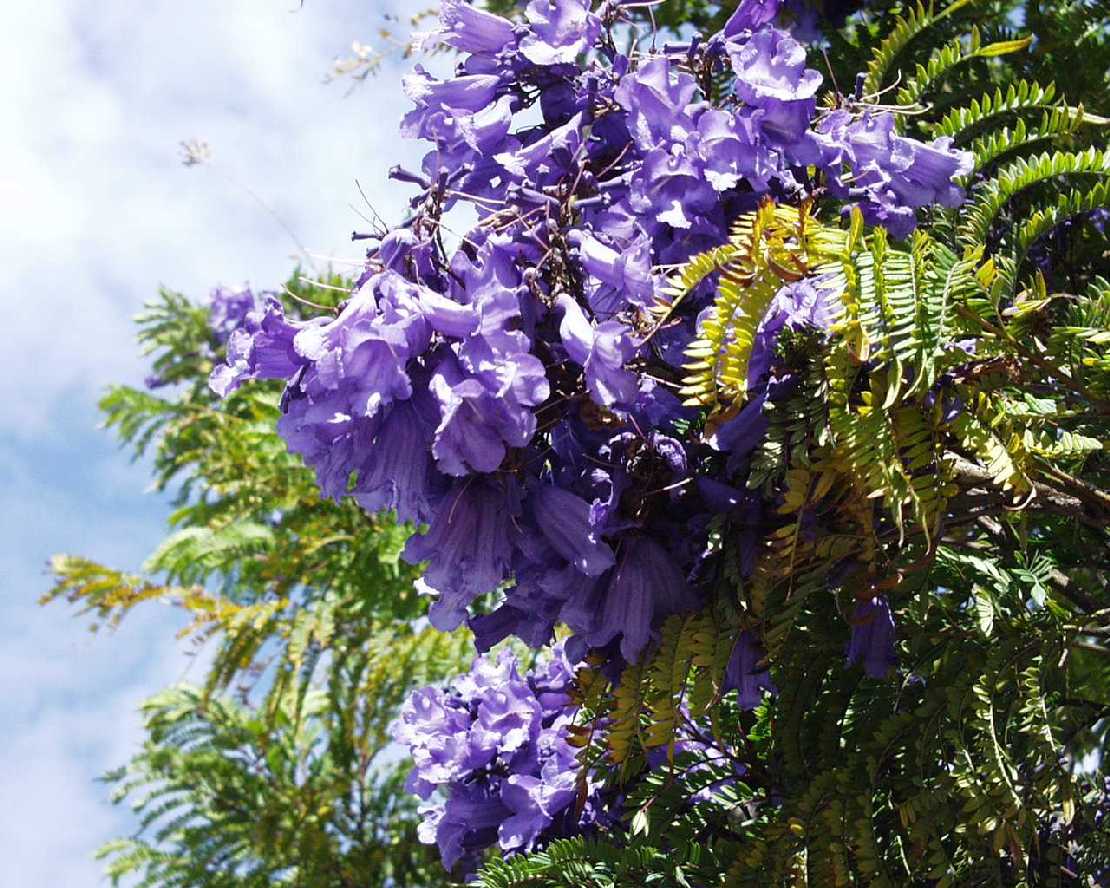 Jacaranda mimosifolia eine Bignoniaceae