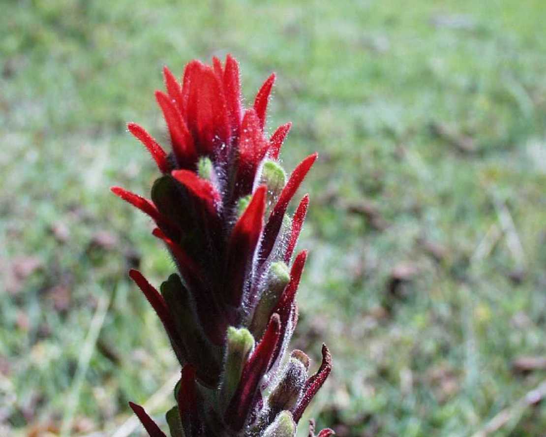 Indianischer Malpinsel, Castilleja pumila, eine Scrophulariaceae