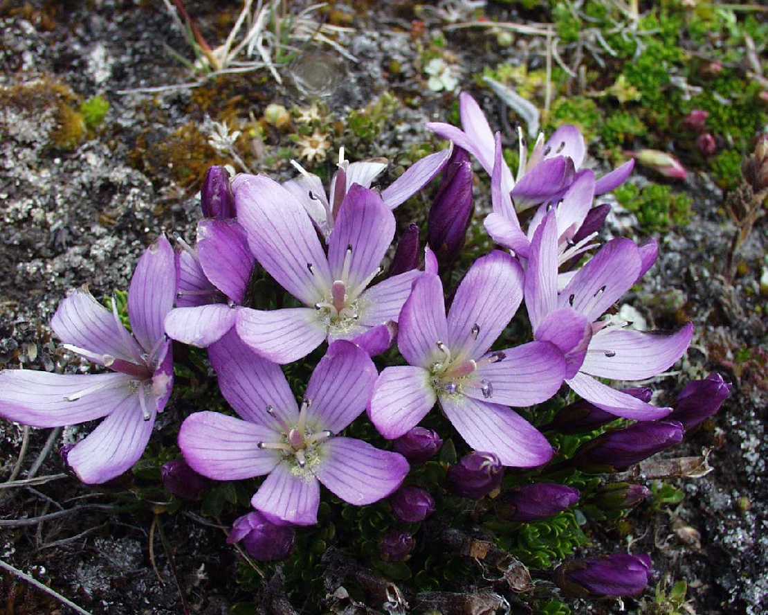 Gentiana cerastioides, ein Enziangewchs