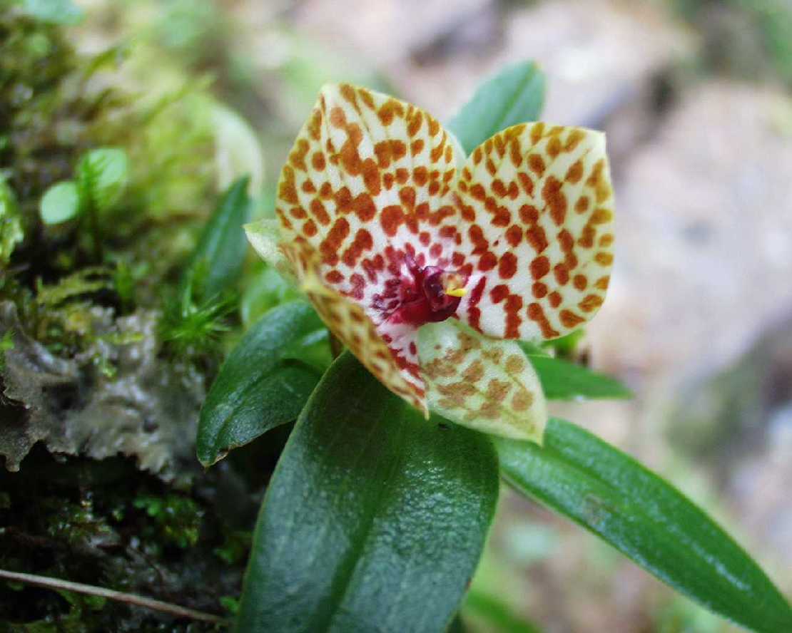 kleine Orchidee im Nebelwald