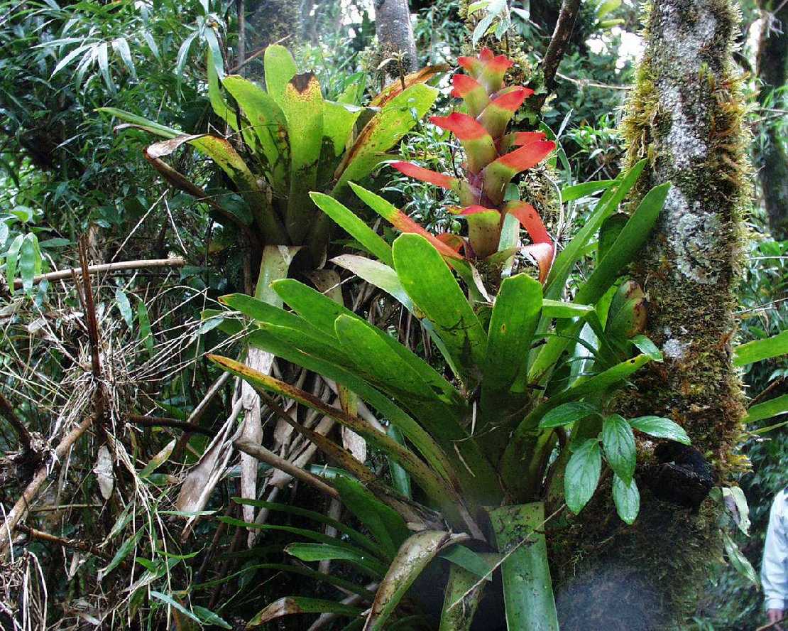 Riesige Bromelien der Gattung Guzmania im Bergnebelwald