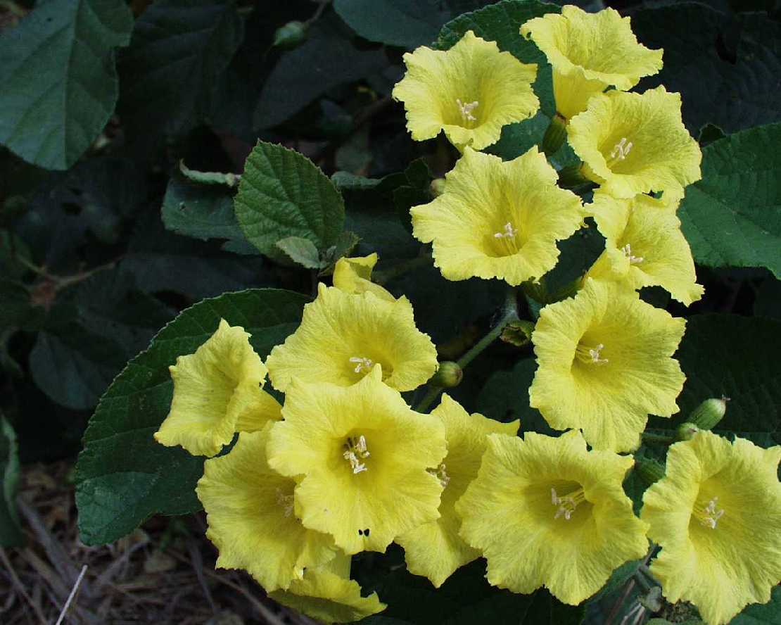Gelbe Cordie, Cordia lutea, eine Boraginaceae