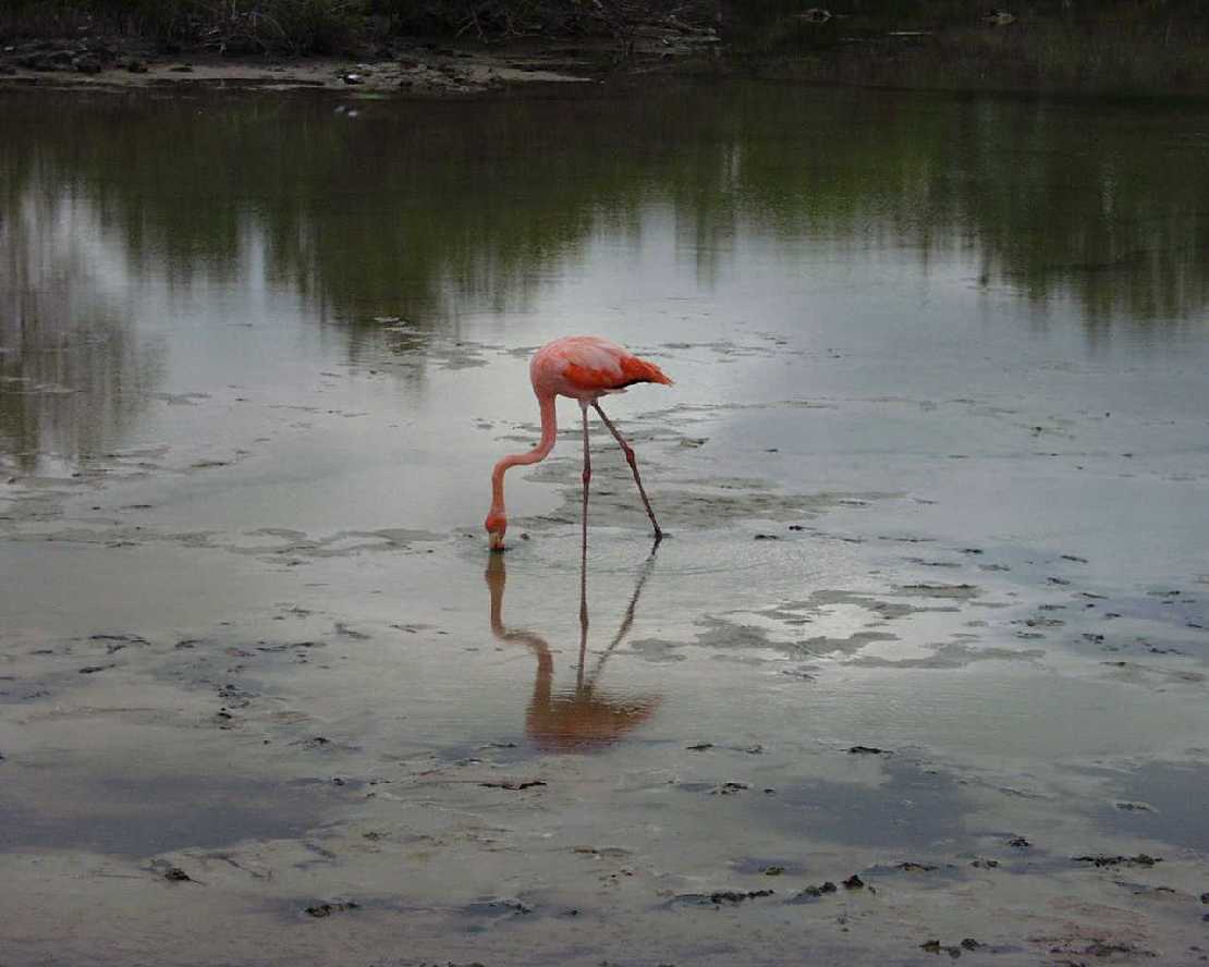 Galapagos Insel Baltra Flamingo