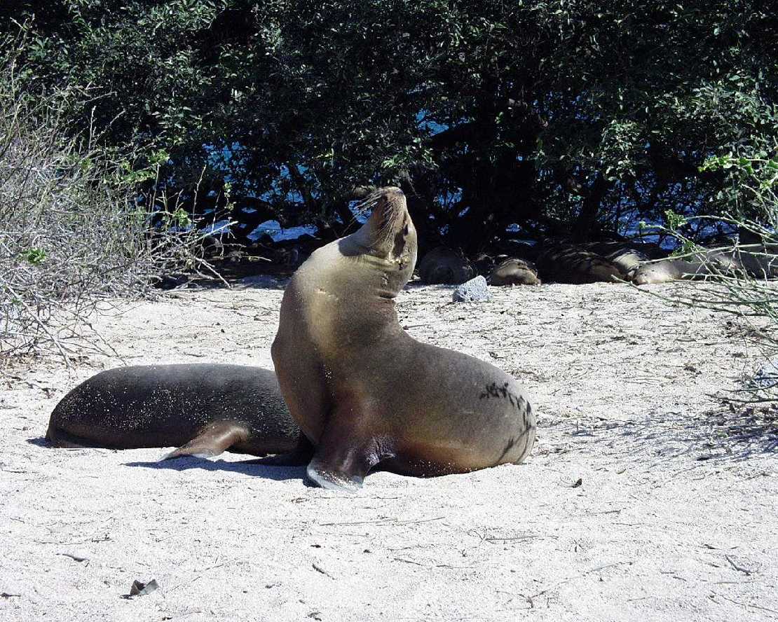 Galapagos San Cristobal Seelwin beim Sonnenbaden