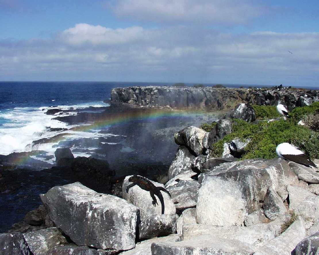 Galapagos Isla Espanola (Hood) Roter Meeresleguan