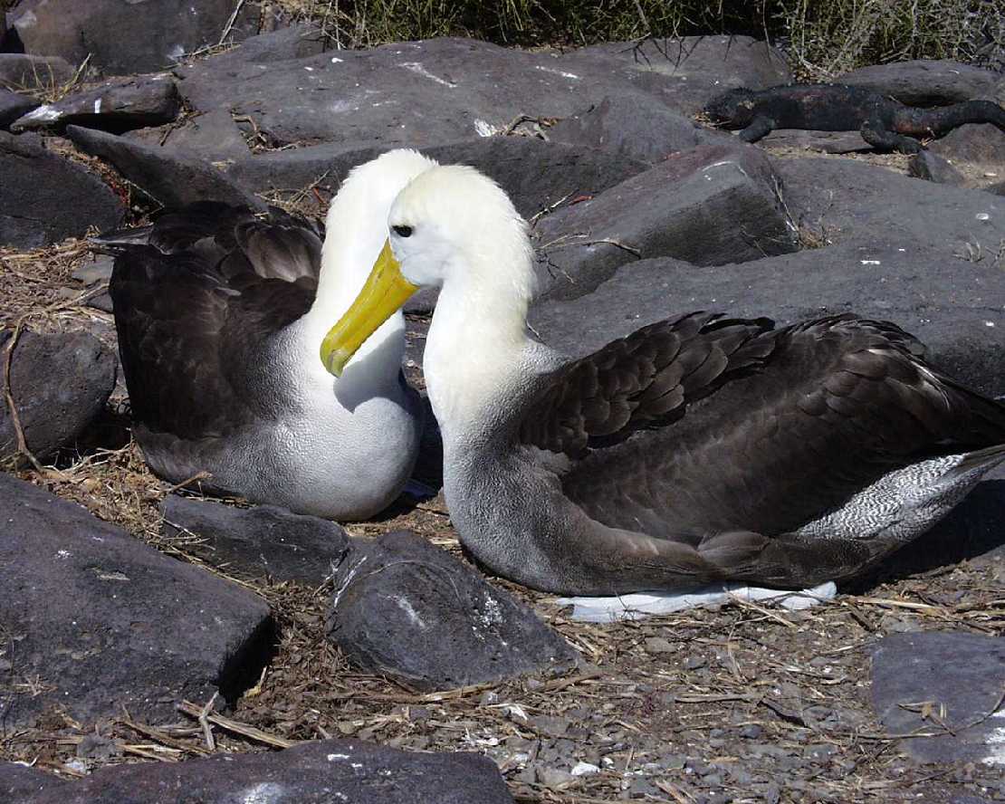 Galapagos Isla Espanola (Hood) Albatrosse