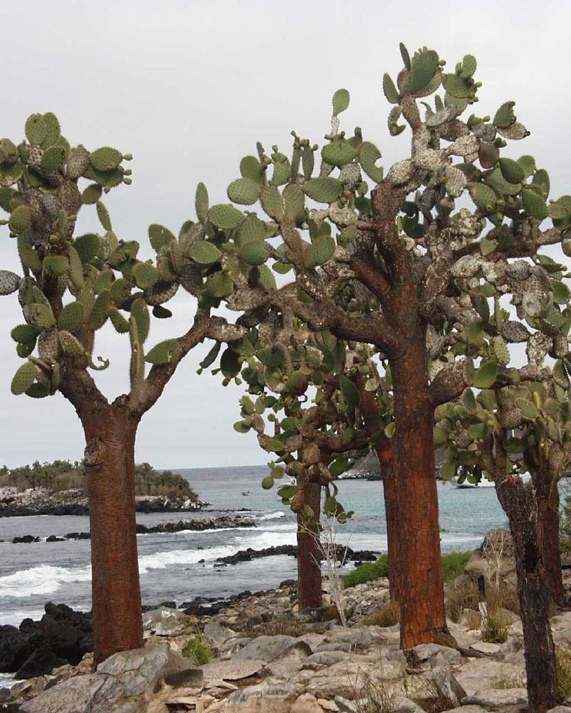 Galapagos Isla Santa Fe Opuntia Galapageia, endemische Opuntienbume