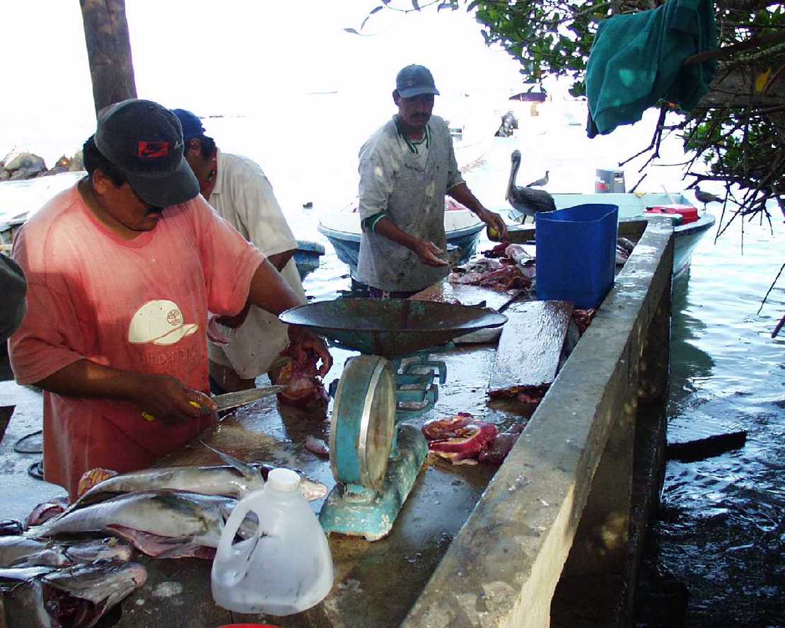 Galapagos, Puerto Ayora auf Santa Cruz: Direktvermarktung fangfrisch vom Boot